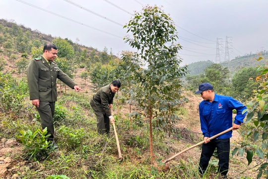 Trồng rừng và chuyện bán tín chỉ carbon ở Hải Dương