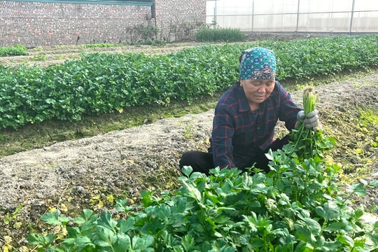 Nông dân Gia Lộc trồng rau gia vị "1 vốn 4 lời"