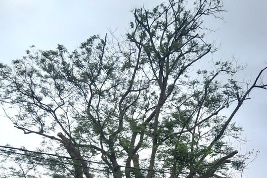 Hải Dương có thêm 4 cây di sản ở Kim Thành, Kinh Môn và Bình Giang