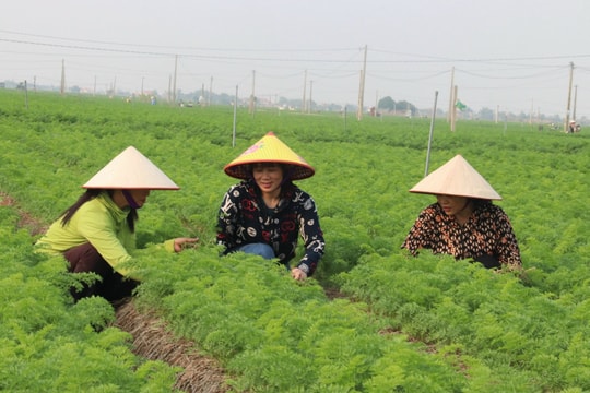 Hợp tác xã Hoàng Nam Phát xuất khẩu 1.800 tấn cà rốt