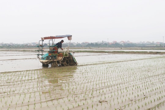 6 địa phương ở Hải Dương gieo cấy được trên 80% diện tích lúa đông xuân
