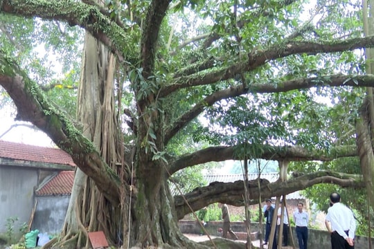Cây đa có tán tỏa rộng khoảng 550 m2 ở Chí Linh được công nhận cây di sản Việt Nam