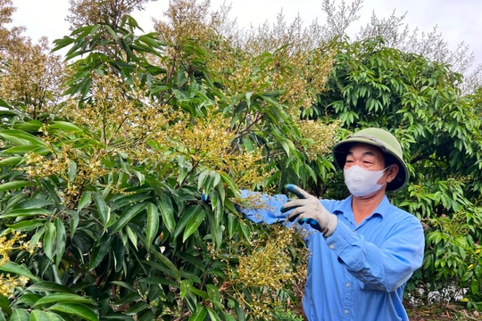 Nhiều diện tích vải sớm ở Hải Dương đã đậu quả