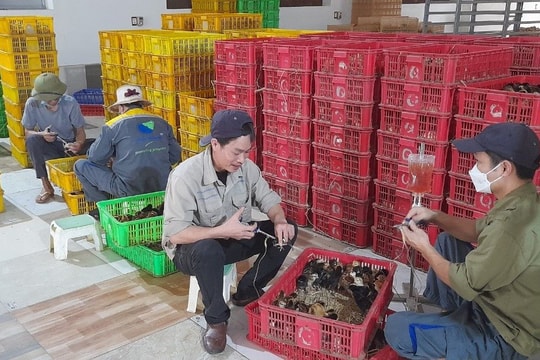 Người chăn nuôi Hải Dương tất bật vào vụ mới