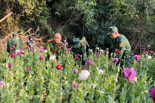 Phát hiện, phá nhổ khoảng 600 cây thuốc phiện trồng trái phép