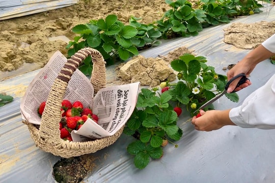 Trải nghiệm hái dâu tây ngay tại Hải Dương
