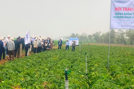 Khoai tây FL2215 trồng trên đất phù sa ven sông có thể cho năng suất tới 45 tấn/ha