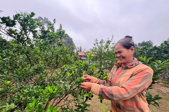 Địa chỉ cung cấp giống cây trồng uy tín cho nông dân