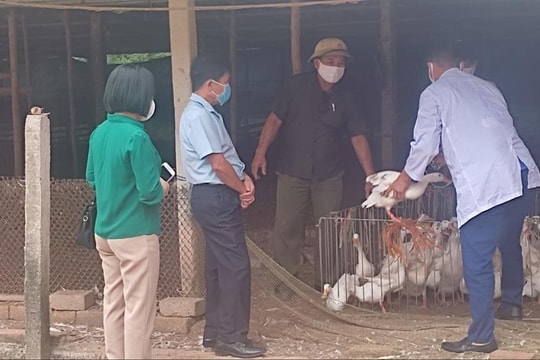 Hải Dương tăng cường công tác phòng chống dịch bệnh cúm gia cầm