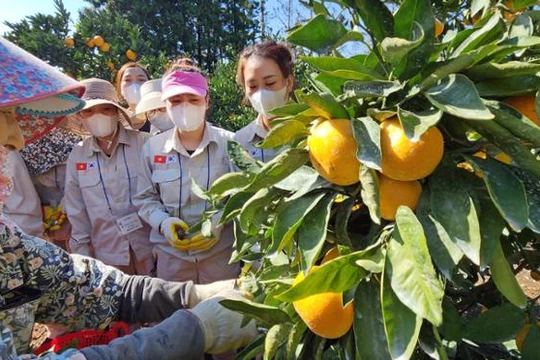 Hàn Quốc cấp phép lao động ngắn hạn cho phụ huynh du học sinh