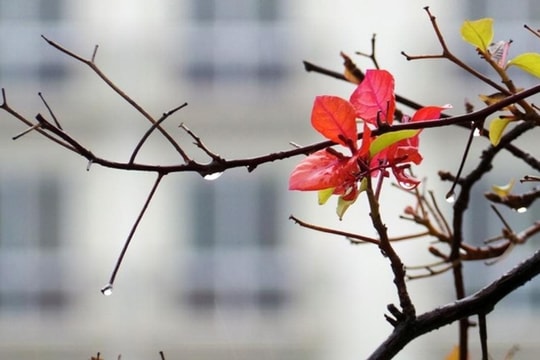 Bây giờ là cuối tháng giêng