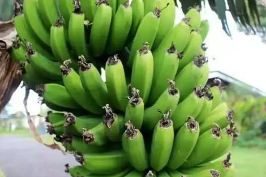 Mua chuối thắp hương, vì sao những nải còn râu lại đắt hơn?
