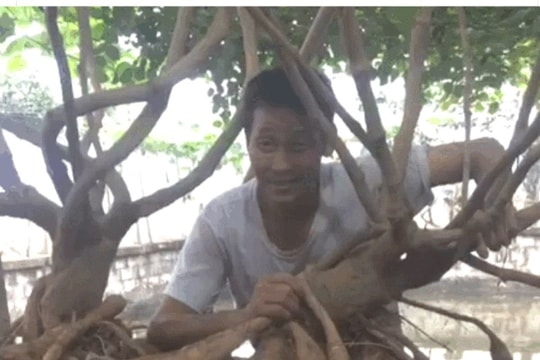Gốc sắn dây “khủng” nhất Kinh Môn nặng 360 kg