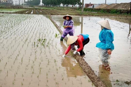 Hải Dương phòng chống rét cho lúa mới cấy