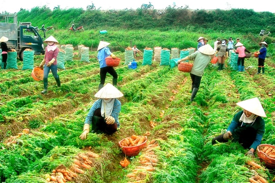 Giun đất - "bạn" của nhà nông