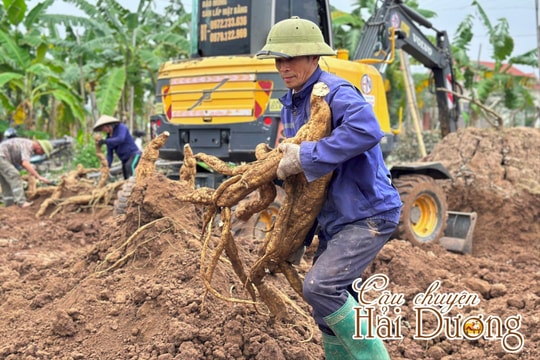 Mùa “củ vàng” ở Kinh Môn