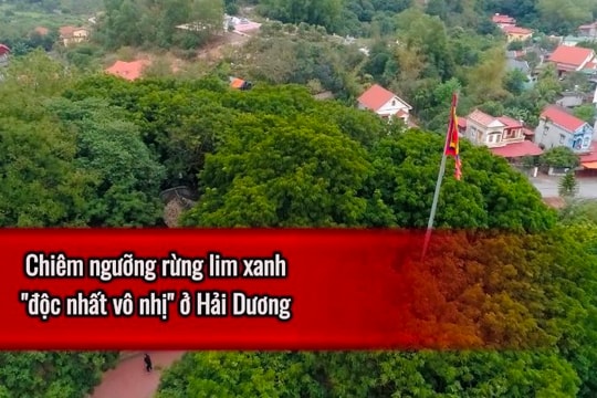 Chiêm ngưỡng rừng lim xanh “độc nhất vô nhị” tại Hải Dương