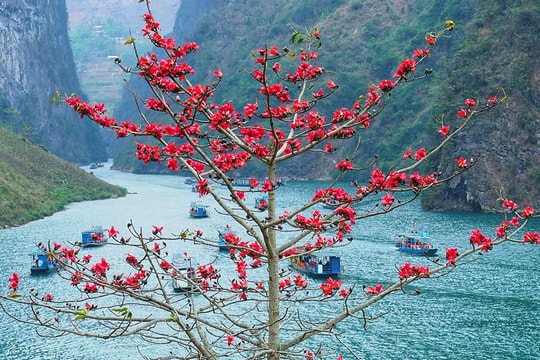 Muôn hoa khoe sắc ở Hà Giang