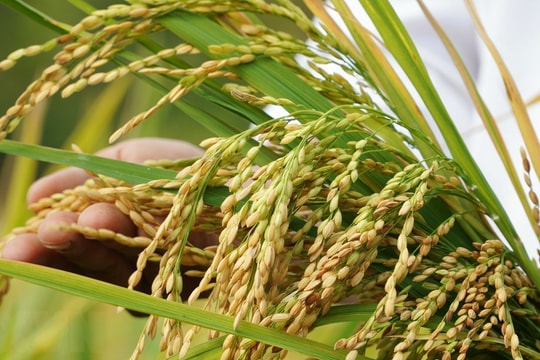 Thủ tướng chỉ thị về đẩy mạnh sản xuất, kinh doanh lúa, gạo bền vững