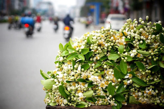 Miền thơm hương bưởi