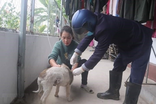 Chó dại chạy vào trường học, tấn công 14 người ở Quảng Ninh