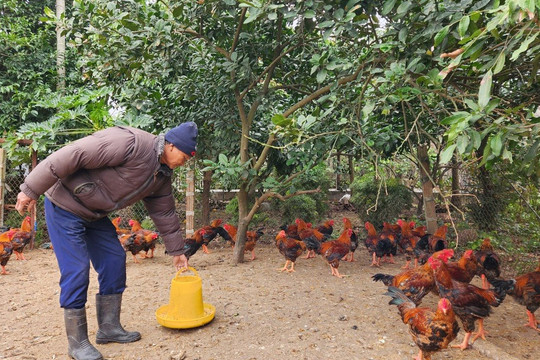 Sản lượng thịt gia súc, gia cầm xuất chuồng tăng