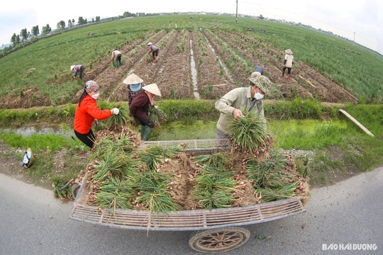 Ký ức về hành, tỏi Kinh Môn trong tôi