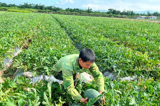 Hải Dương phấn đấu chuyển đổi gần 352 ha đất trồng lúa trong năm nay