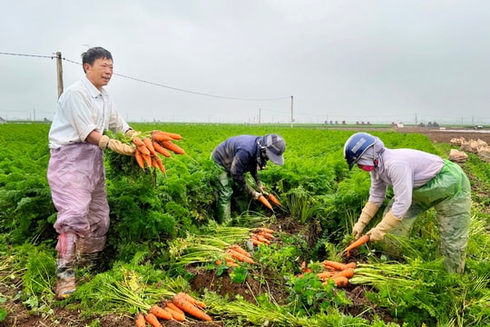 Rộng cửa xuất ngoại cho cà rốt Đức Chính