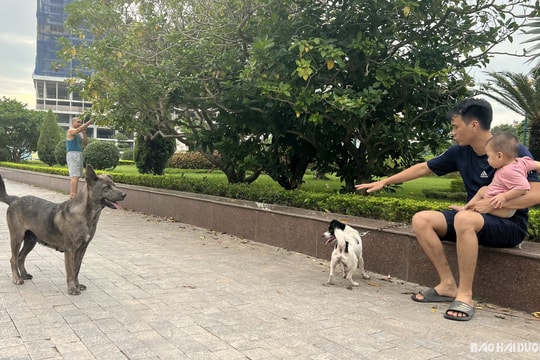 Sở Y tế Hải Dương đề nghị xử lý chó thả rông, không đeo rọ mõm khi ra đường