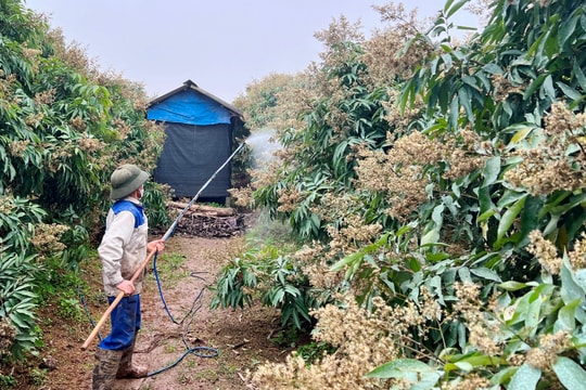 Hải Dương xây dựng thêm 250 ha cây ăn quả theo tiêu chuẩn VietGAP, GlobalGAP