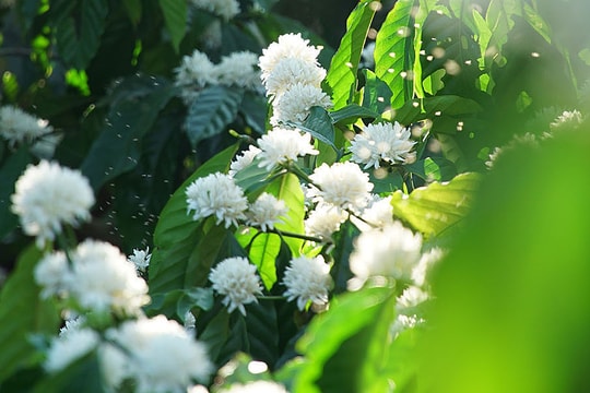 Những điểm "săn" hoa cà phê ở Tây Nguyên