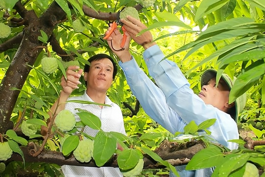 Tỉnh miền núi nghèo thành "hiện tượng", loạt nông dân thành tỷ phú, triệu phú