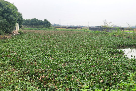 "Vấn nạn" bèo tây