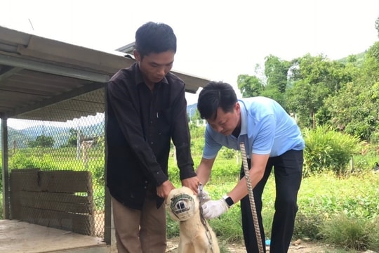 Tổ chức triển khai quyết liệt, có hiệu quả công tác phòng chống bệnh dại