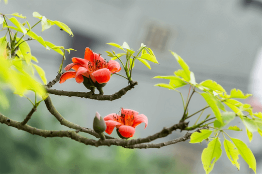 Thương bông hoa gạo