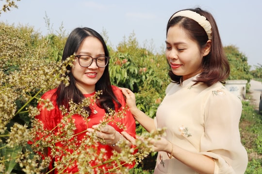 Chụp ảnh với hoa vải