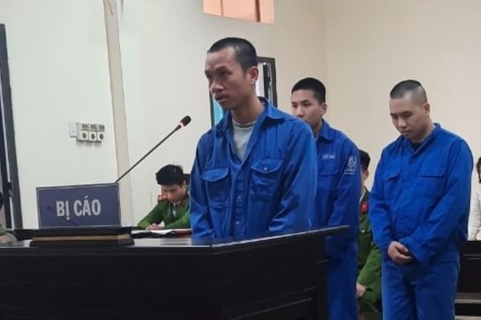 Trộm 2 cây tùng la hán ở Gia Lộc, 2 thanh niên vào tù