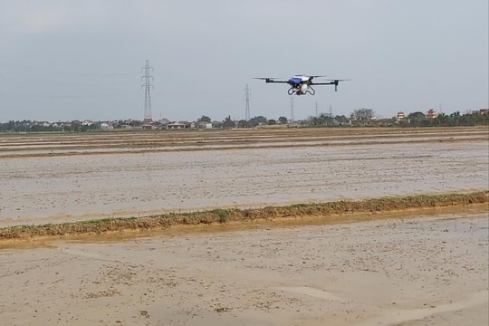 Cẩm Giàng thêm 3 vùng sản xuất nông nghiệp tập trung