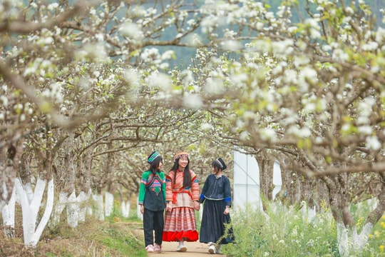 Mãn nhãn ngắm hàng nghìn gốc lê bung sắc trắng tinh khôi trên cao nguyên Bắc Hà