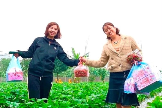 Lượng tiêu thụ dâu tây ở Hải Dương tăng mạnh