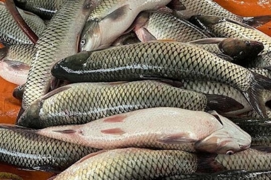 Có nên bỏ lớp màng nhầy trên thân cá?