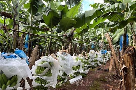 Vietnamese organic products to make way to Australia