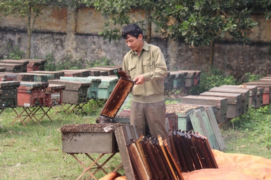 Mùa thu mật ong ở Thanh Hà