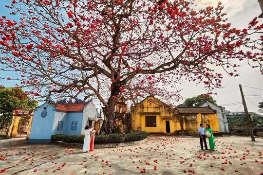Cây gạo cổng làng