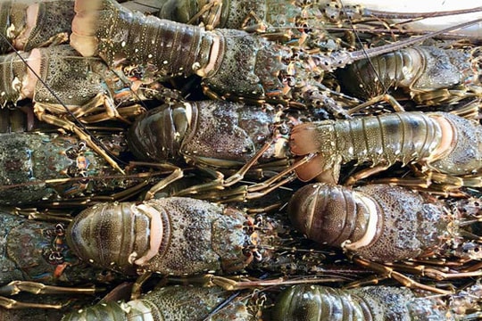 Trung Quốc ồ ạt gom mua tôm hùm Việt, xuất khẩu tăng gấp 19 lần