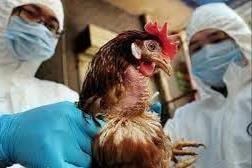 Khánh Hòa có ca nhiễm cúm A H5 trên người chưa rõ nguồn lây