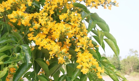 Rực vàng hoa sưa đất Tam Kỳ