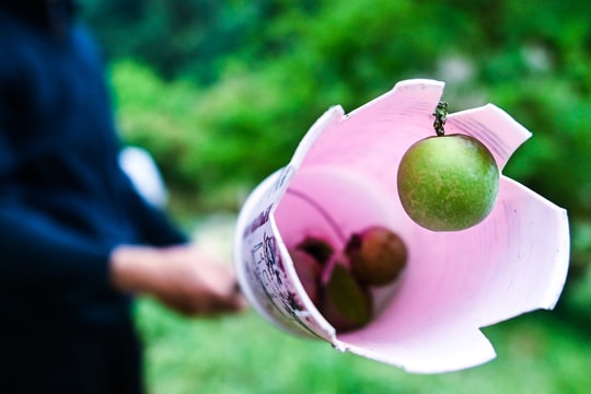 Du khách đổ lên Mộc Châu, "tranh nhau" hái mận đầu mùa vừa chua vừa đắt