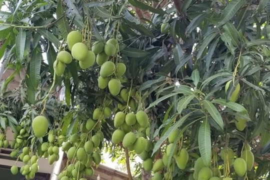 Đừng để trẻ dại làm mất lòng người lớn